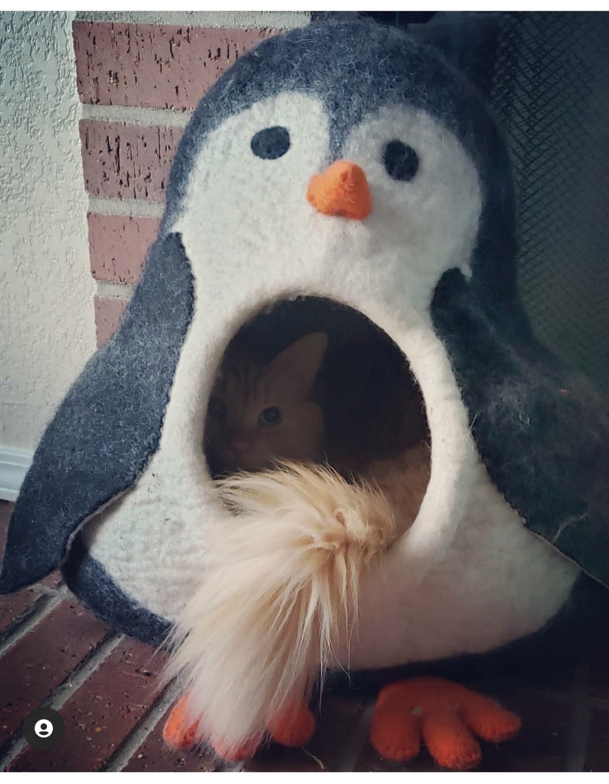 Penguin Cave