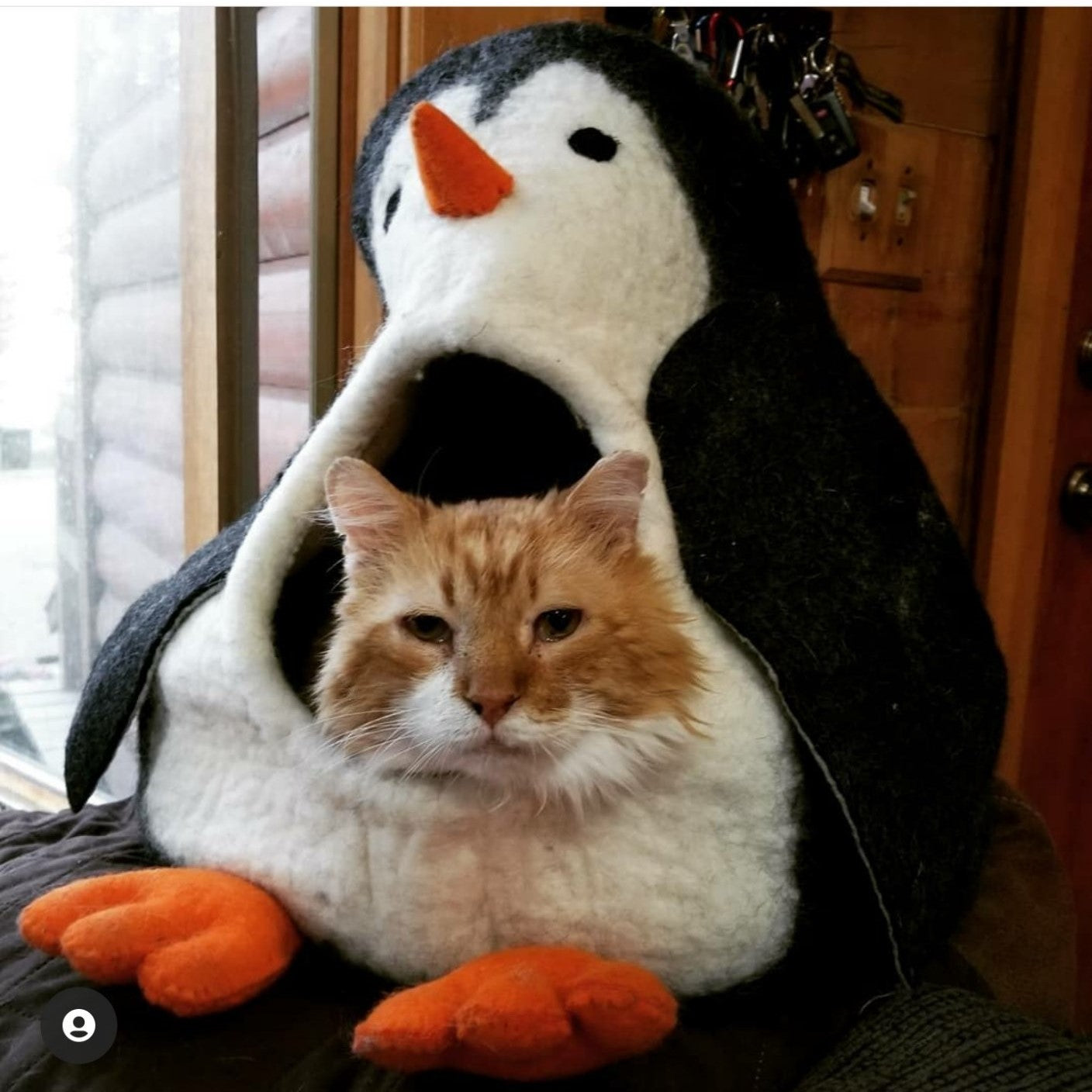 Penguin Cave