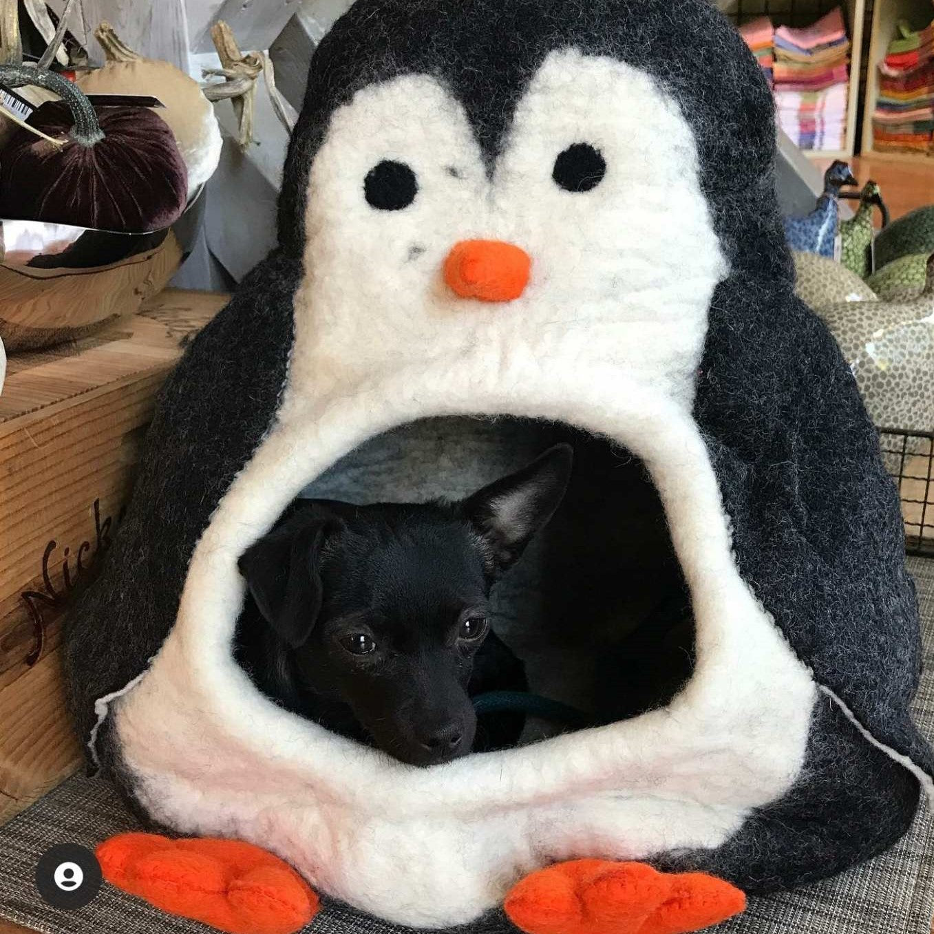 Penguin Cave