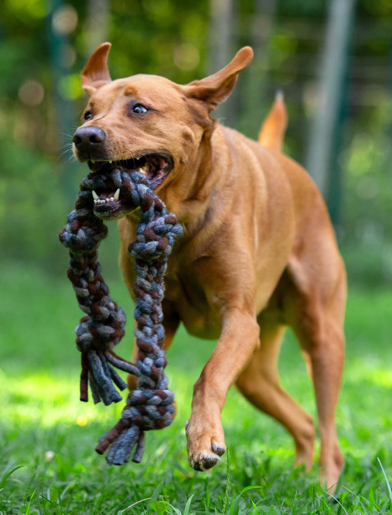 Knotted Rope Dog Toy, Natural/Grey